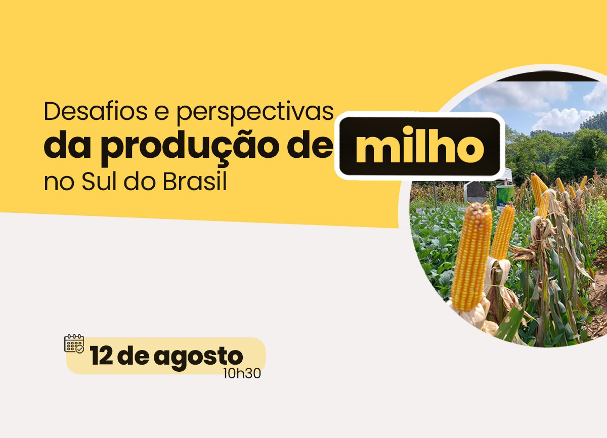 Produção de milho em SC