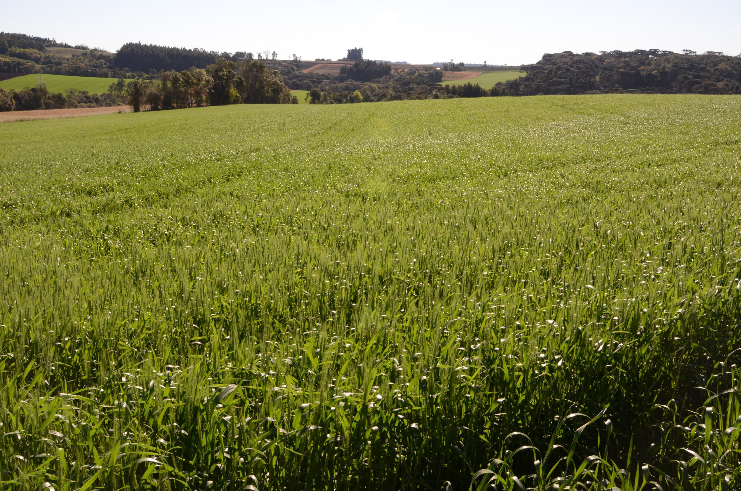 Lavoura de trigo em SC