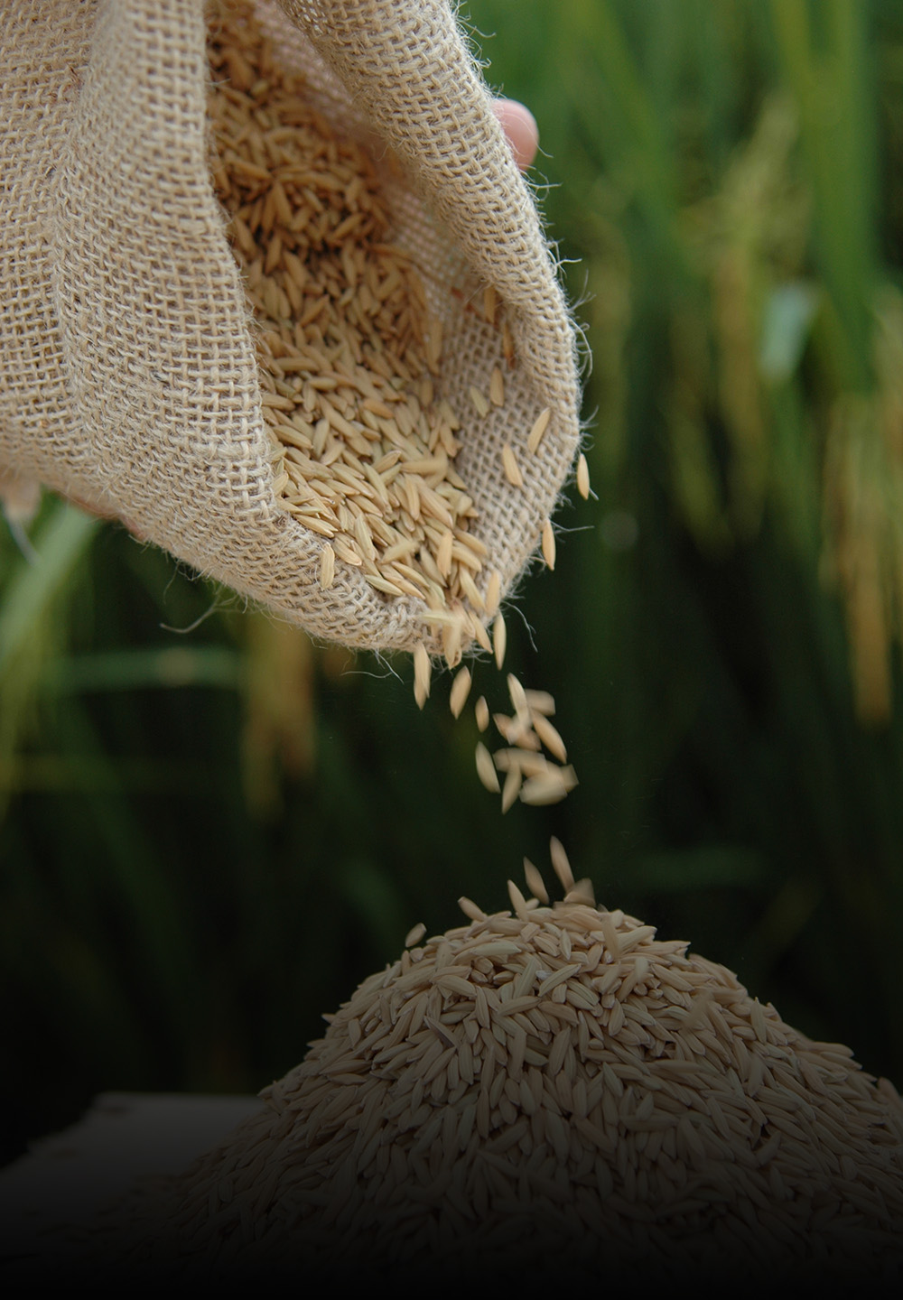 Enchentes no RS repercutem no preço do arroz, da soja e do leite, indica Boletim Agropecuário de maio