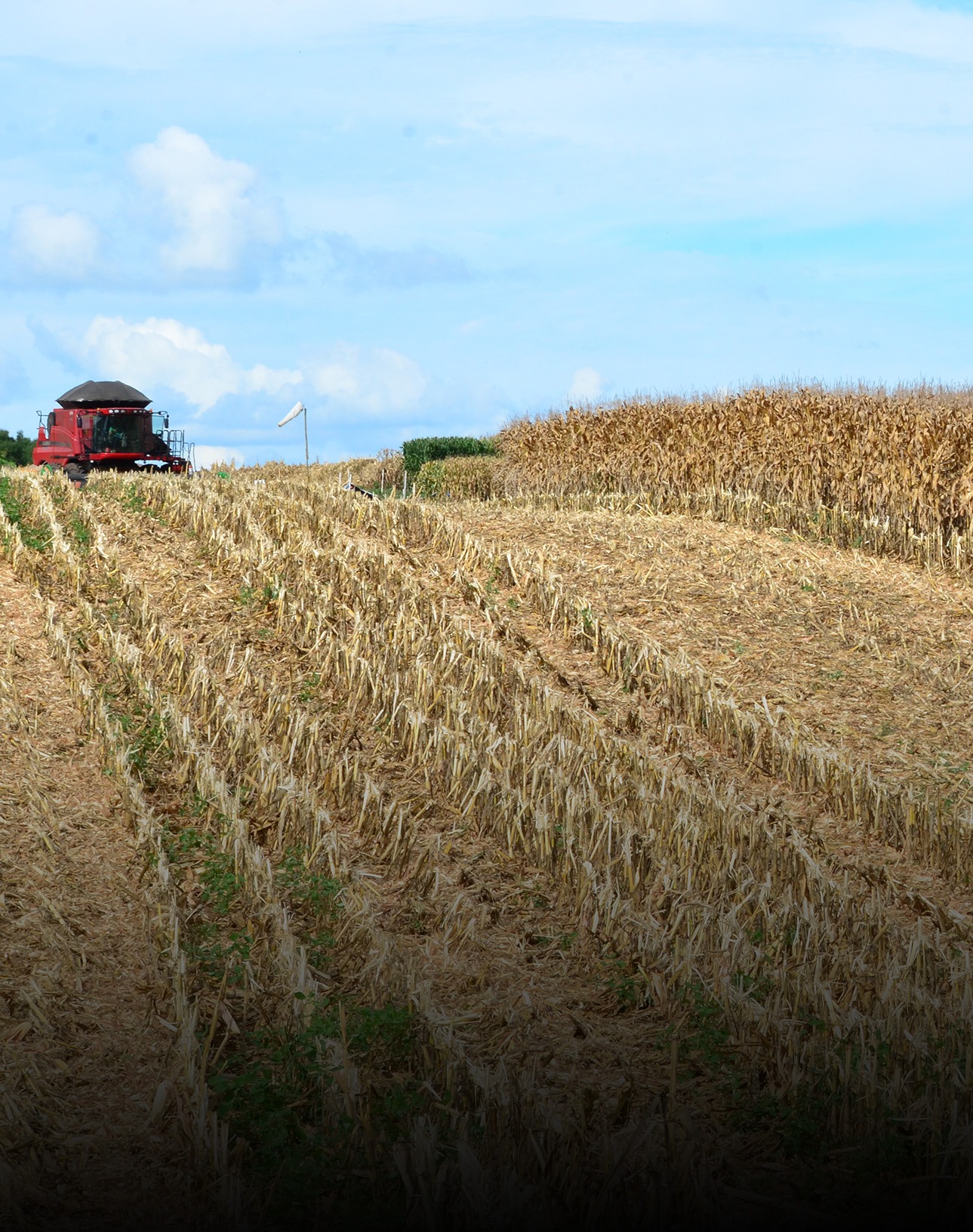 Boletim Agropecuário de julho: Santa Catarina colhe 2,26 milhões de toneladas de milho e 2,75 milhões de toneladas de soja na safra 2023/2024