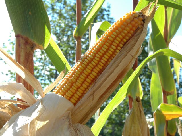 Safra de verão em SC: Epagri/Cepa estima aumento na produção das principais culturas agrícolas