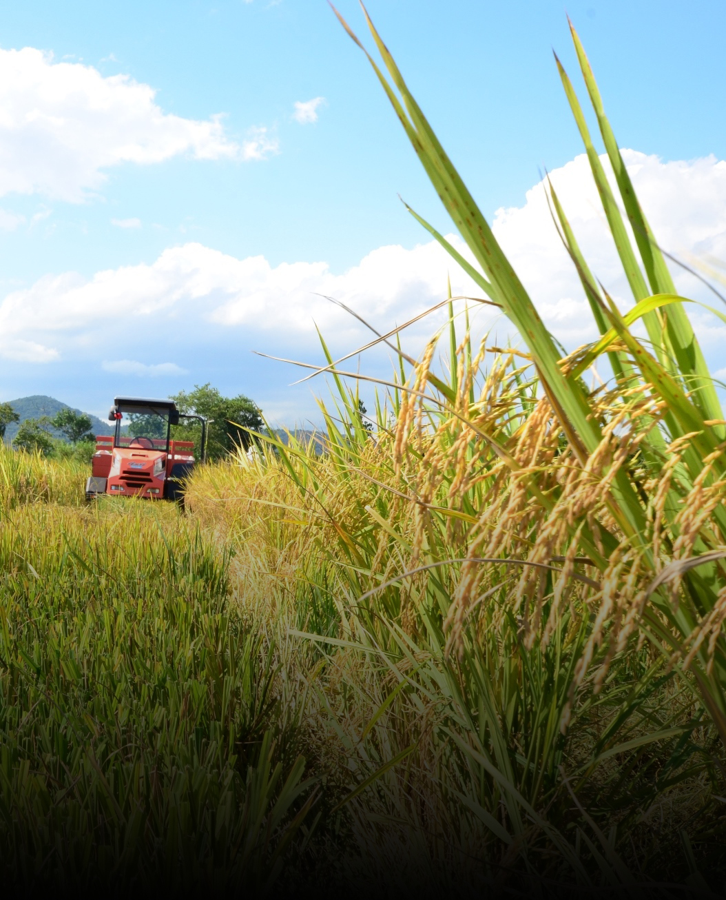 Arrendamento de áreas é o principal componente do custo de produção do arroz em SC