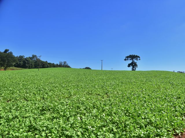 Kit Solo Saudável facilita o acesso a plantas de cobertura em Santa Catarina