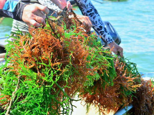 Estudo da Epagri comprova: macroalgas cultivadas em SC são boas captadoras de carbono da atmosfera