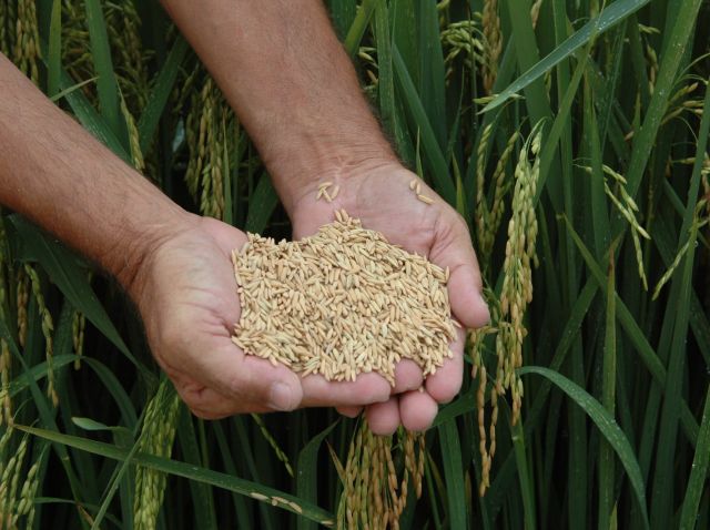 Segundo produtor nacional de arroz, SC se destaca pelo manejo e pesquisas com o grão