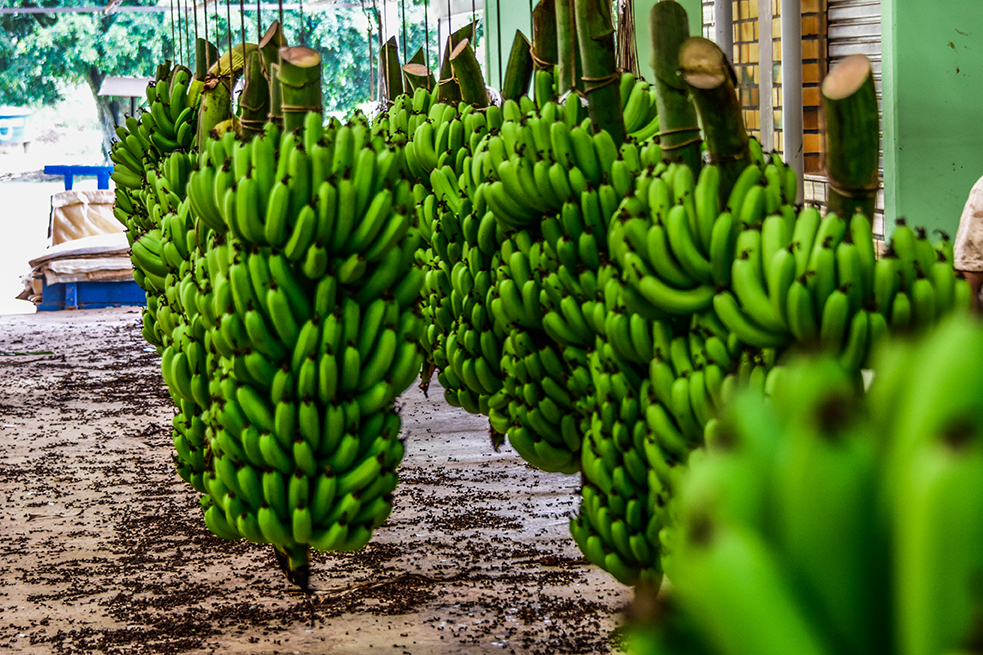 Banana de Luiz Alves é reconhecida como a 10ª Indicação Geográfica de Santa Catarina