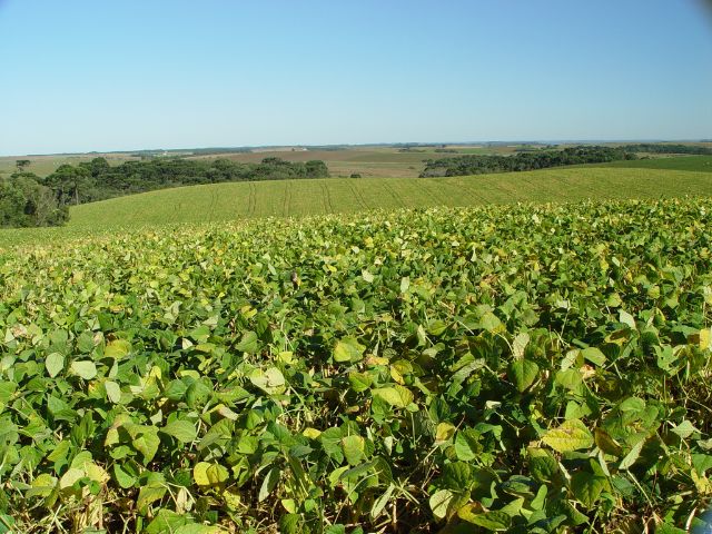 Condições para ocorrência de La Niña aumentam, o que pode impactar a produção de soja no Oeste de SC