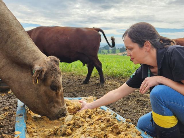 Epagri de Lages estuda o uso do bagaço da maçã na pecuária de corte