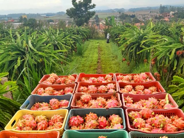 Santa Catarina abre a colheita da pitaia na quinta-feira, 6, com produção estimada em 6 mil toneladas