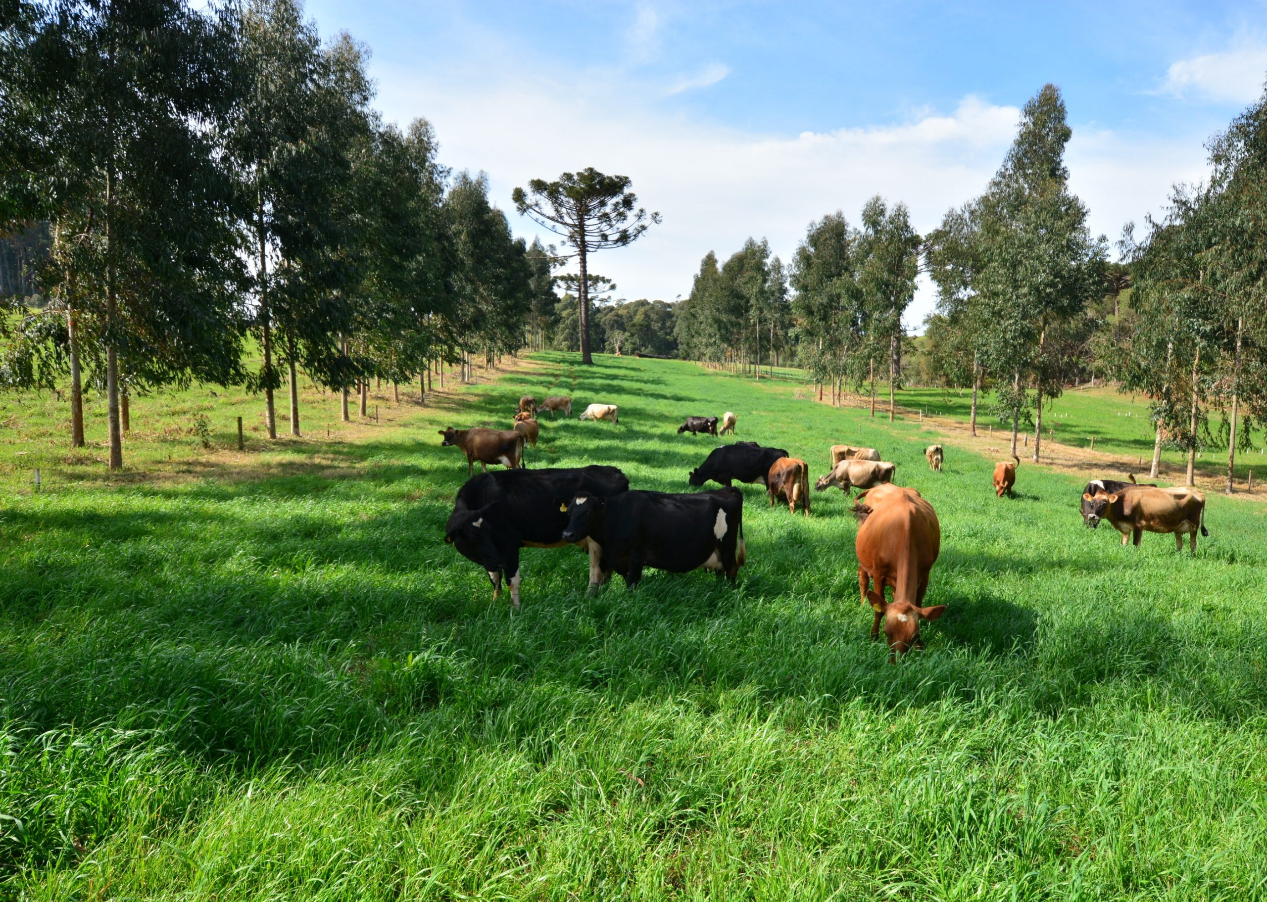 Pecuária é destaque no agronegócio catarinense em 2024